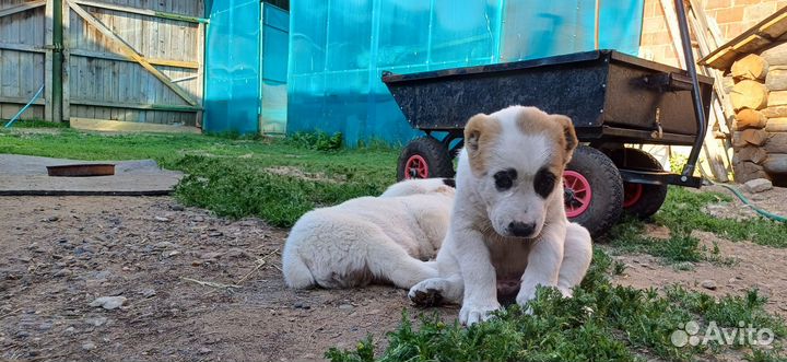 Продам щенков алабая (сао)