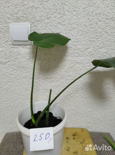 Комнатные цветы Монстера