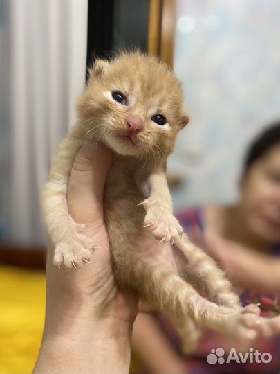 Кошка в добрые руки