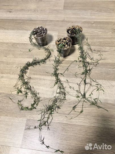 Церопегия Линеарис