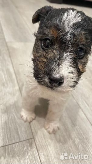 Фокстерьер