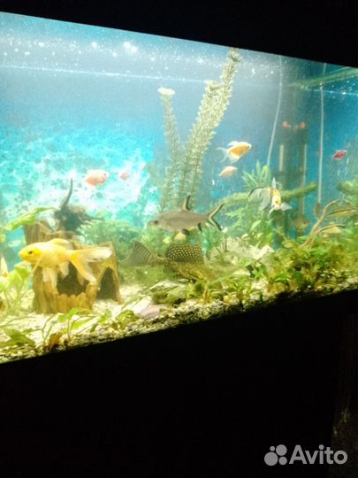 Аквариум