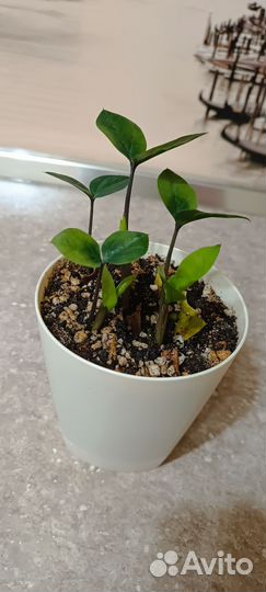 Замиокулькас