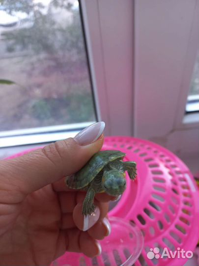 Черепаха с аквариумом