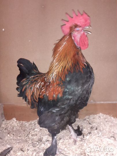 Куры и Петухи