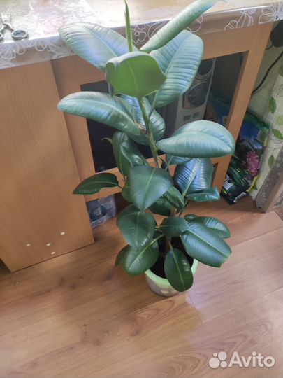 Фикус каучуконосный