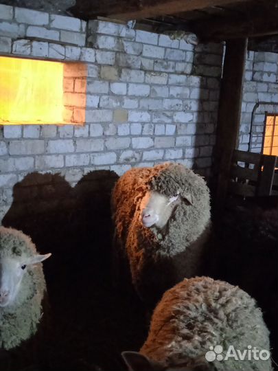 Овцы бараны