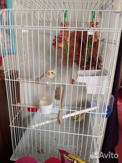 Молодой корелла мальчик