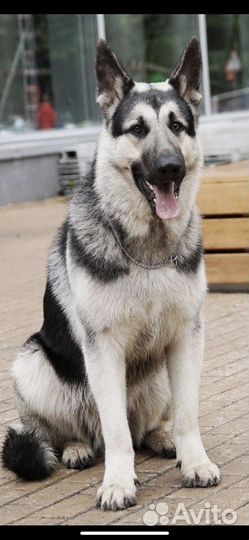 Восточноевропейская овчарка вязка