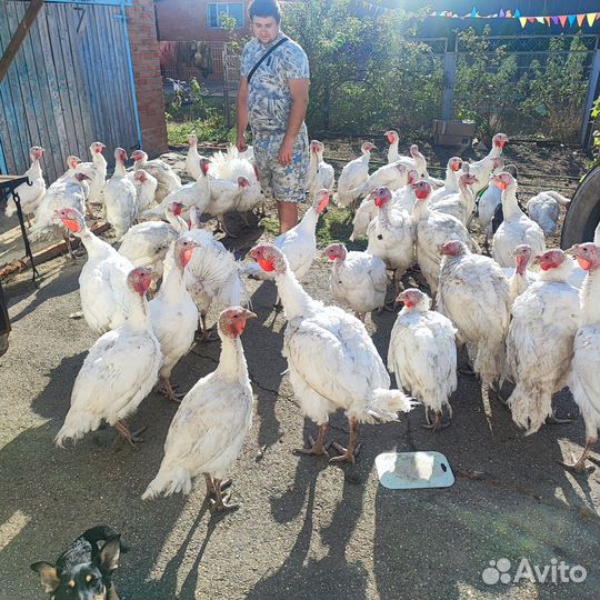Индюки живым весом