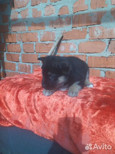 Щенки в добрые руки бесплатно