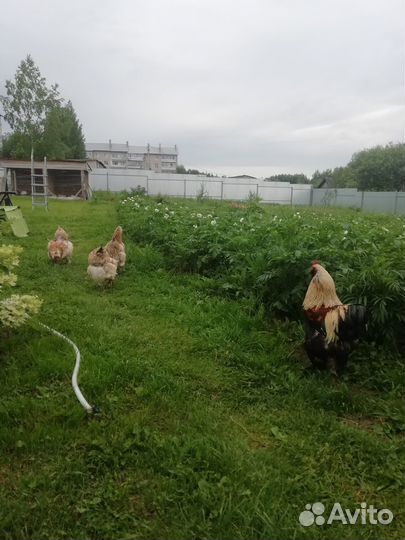 Семья куриц Фавероль