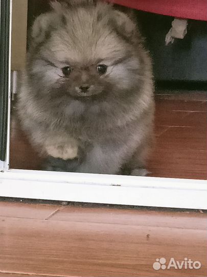 Щенки немецкого шпица