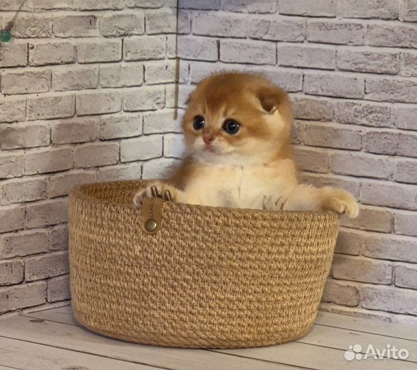 Самые милые британские и шотландские котята