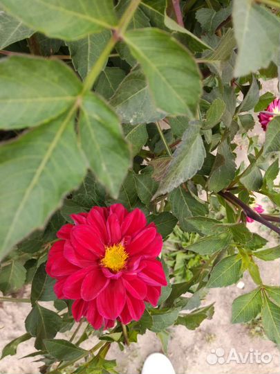 Георгины клубни