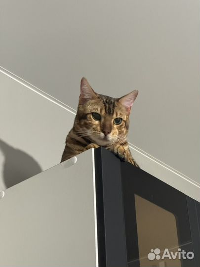 Бенгальский кот