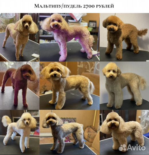 Стрижка собак декоративных пород