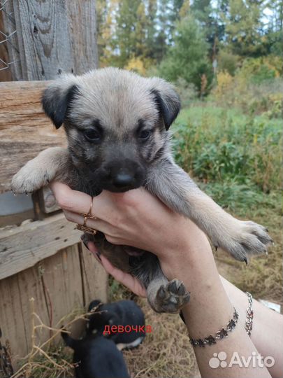 Щенки в добрые руки