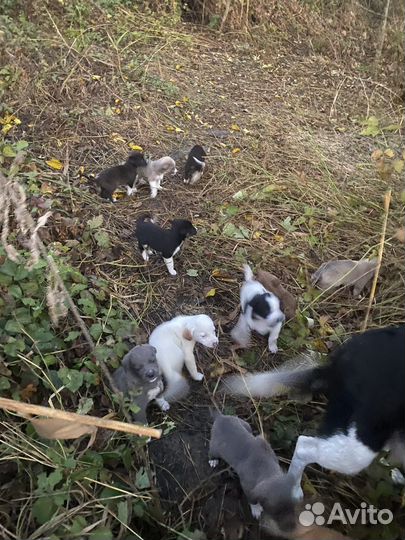 Щенки