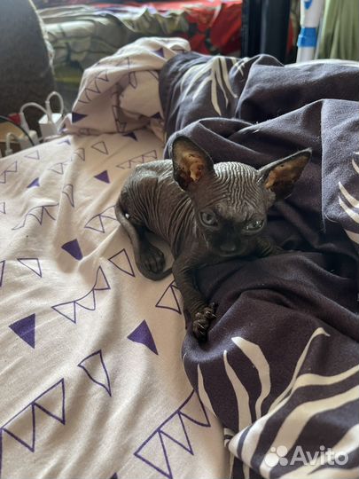 Сфинкс котенок девочка