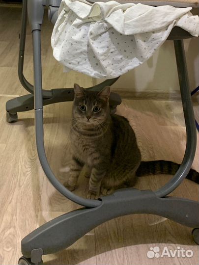 Кошка в дар