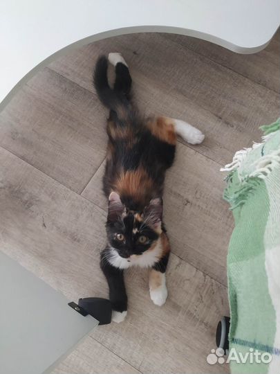 Трехцветный котенок
