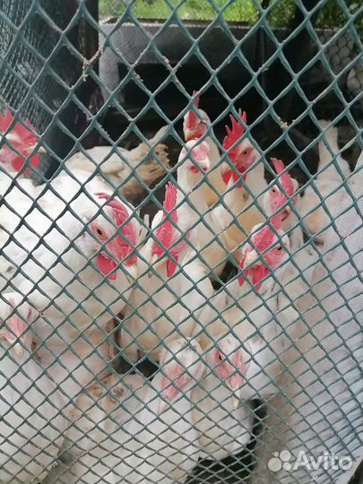 Продам петухов