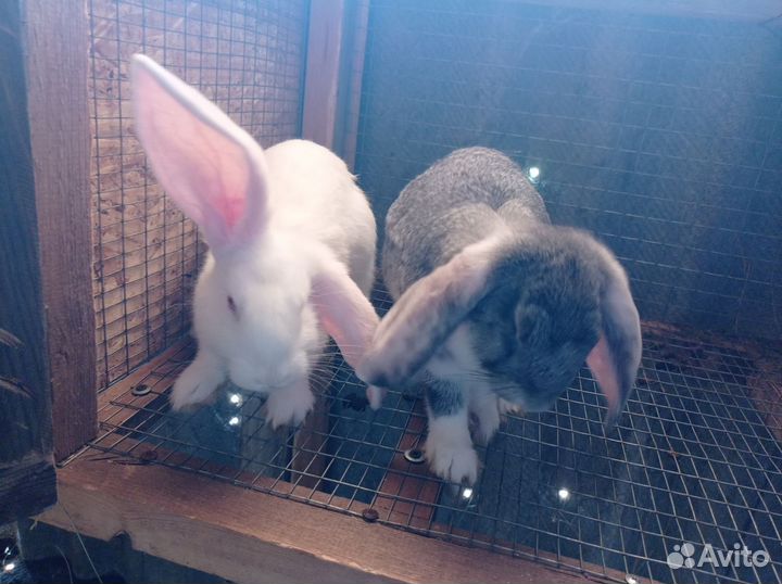 Кролики мясных пород
