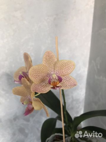Фаленопсис Sunset Love