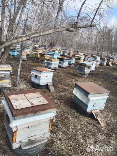 Продам пчелосемьи