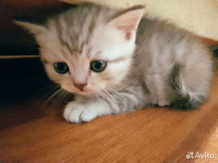 Шотландские котята