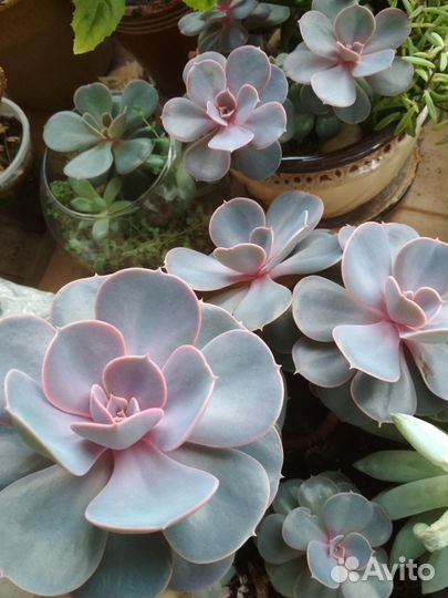 Суккуленты разные