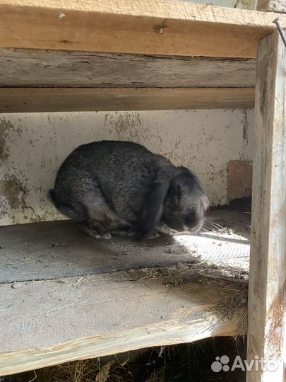 Обмен самец французский баран