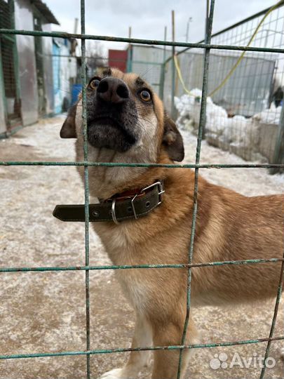 Бивису сррчно нужна семья