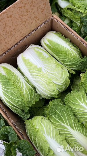 Пекинская капуста