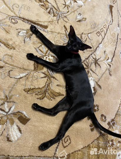 Потерялся кот