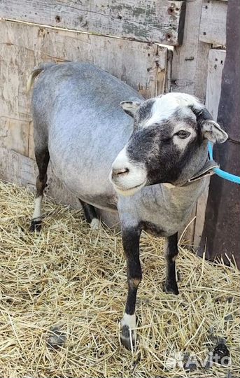 Овцы бараны