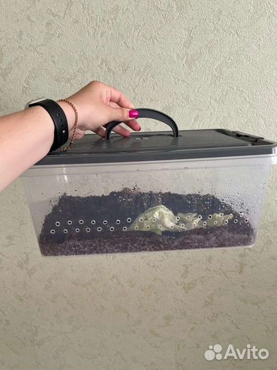 Террариум