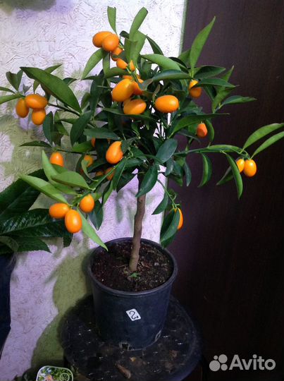 Кумкват с плодами на подарок к любым праздникам др