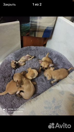 Вязка микрочихуа