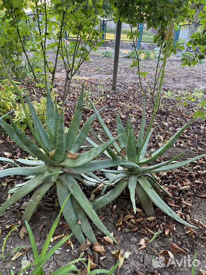 Алоэ 5 лет