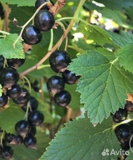 Черная смородина