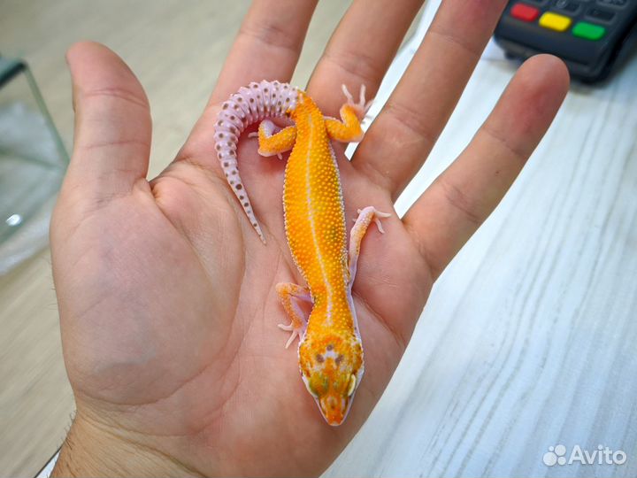 Ящерица Эублефар, яркие гекконы-малыши