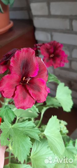 Пеларгония герань