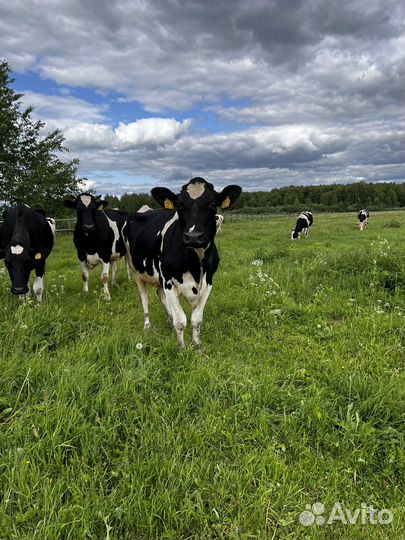 Животноводческий молочный комплекс крс