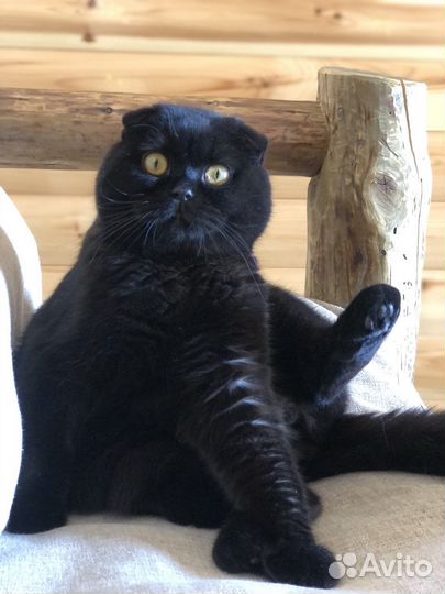 Вислоухий кот