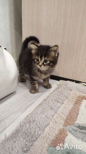 Кошки в добрые руки бесплатно