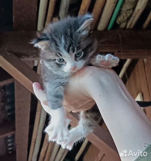 Сибирские котята