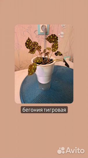 Комнатные цветы