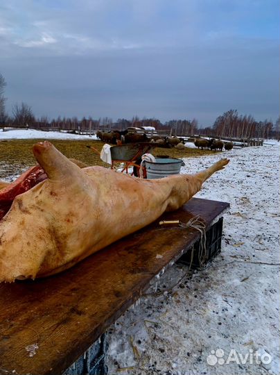 Свинки на мясо из деревни с доставкой